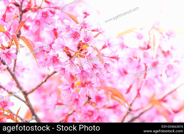 Cherry Blossom in spring with soft focus, unfocused blurred spring cherry bloom, bokeh flower background, pastel and soft flower background