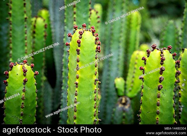 Euphorbia canariensis cactus, detail