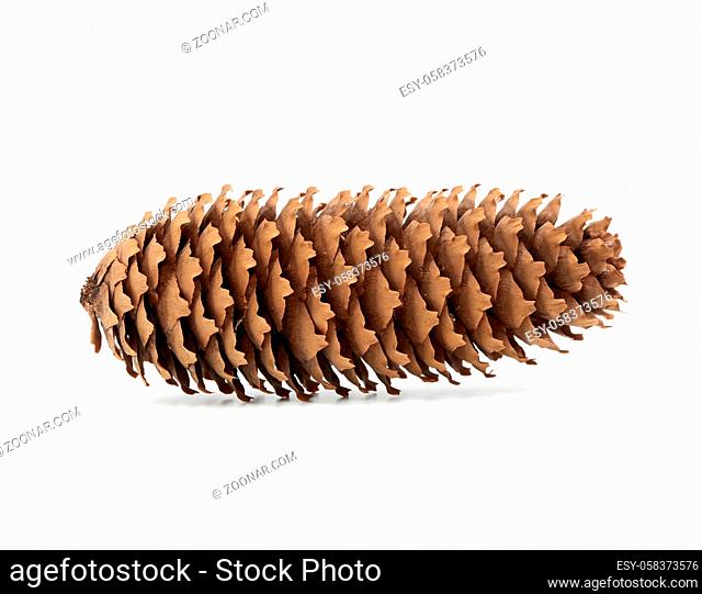 dry blue spruce cone isolated on white background, close up