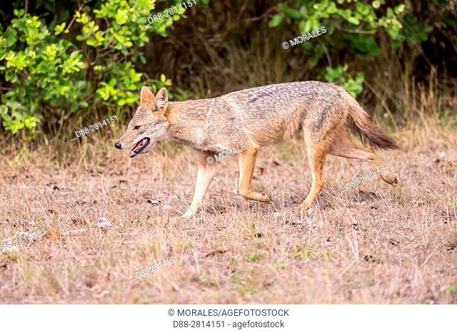 Sri Lanka, Northwest Coast of Sri Lanka, Sri Lankan Jackal or Southern Indian Jackal is a subspecies of golden jackal (Canis aureus naria)