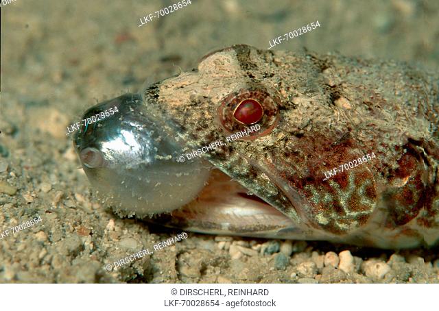 Eidechsenfisch frisst Kugelfisch, Reef lizardfish, Reef lizardfish eats pufferfish, Synodus variegatus, Arathron mappa