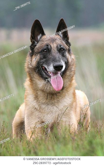 Dog Belgian shepherd Malinois