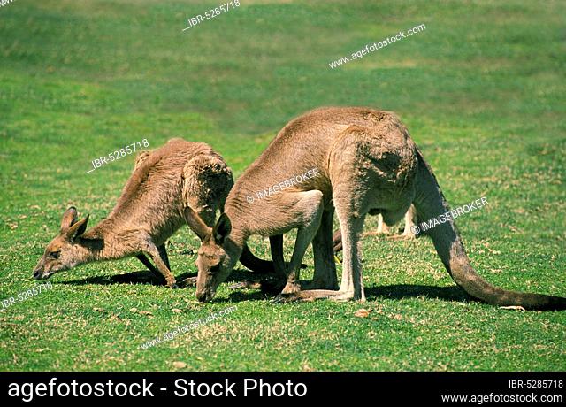Eastern grey kangaroo (macropus giganteus), adult eats grass, Australia, Oceania
