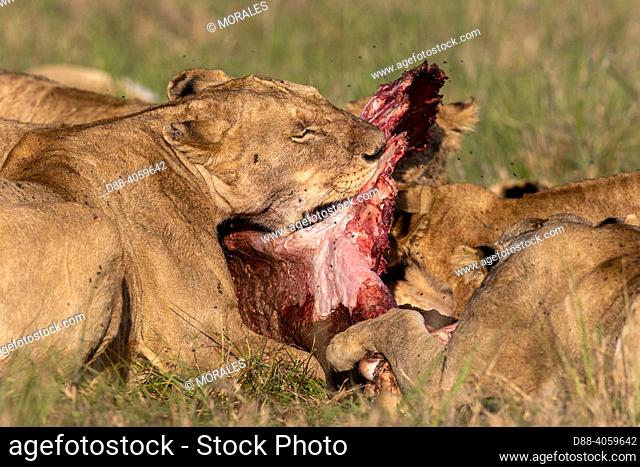Africa, East Africa, Kenya, Masai Mara National Reserve, National Park, Lioness (Panthera leo), in the savanna, attack of a female buffalo,