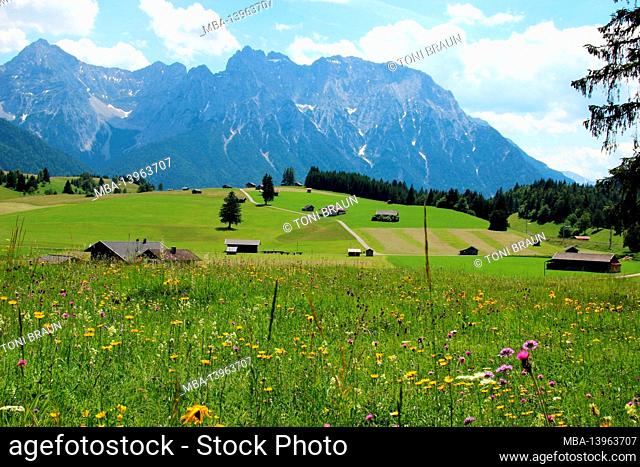 Flower meadow with arnica (Arnica montana), columbines, mountain clover (Trifolium montanum), wild goat whiskers (Tragopogon pratensis)