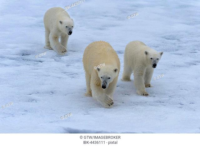 Polar bears (Ursus maritimus), mother with two cubs on ice floe, Spitsbergen Island, Svalbard archipelago, Norway