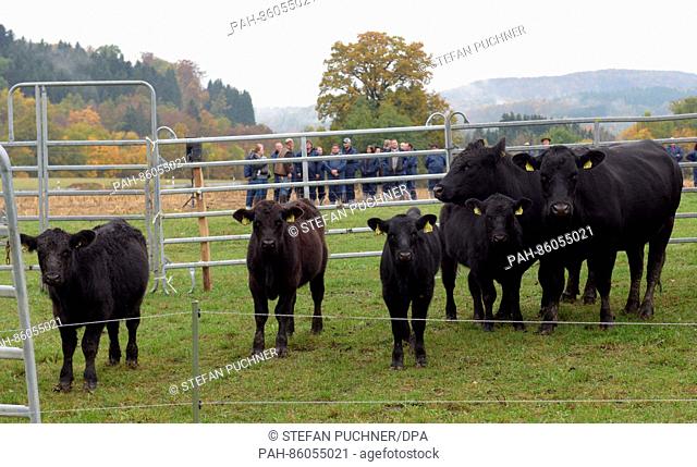 Farmers in protective gear watch a herd of cattle standing in front of a gate in Jungingen, Germany, 25 October 2016. | usage worldwide