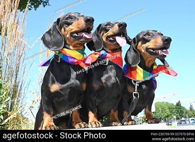 09 July 2023, Bavaria, Munich: The shorthaired dachshunds Seppi, Moni and Blümchen panting in midsummer temperatures of over 30 degrees before the 1st Munich...