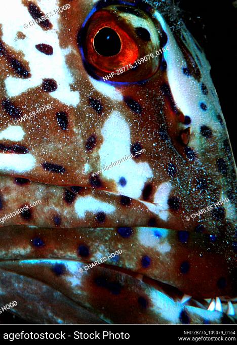Grouper's face  Date: 16/1/01  Ref: ZB775-109079-0164  COMPULSORY CREDIT: Oceans Image/Photoshot
