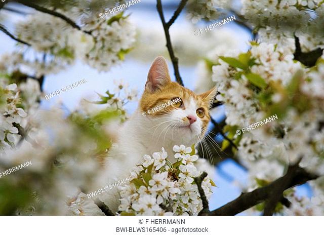 domestic cat, house cat Felis silvestris f. catus, on flowering cherry tree