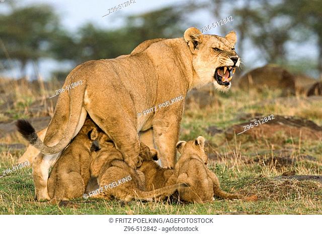 Lion and cubs (Panthera leo). Masai Mara. Kenya