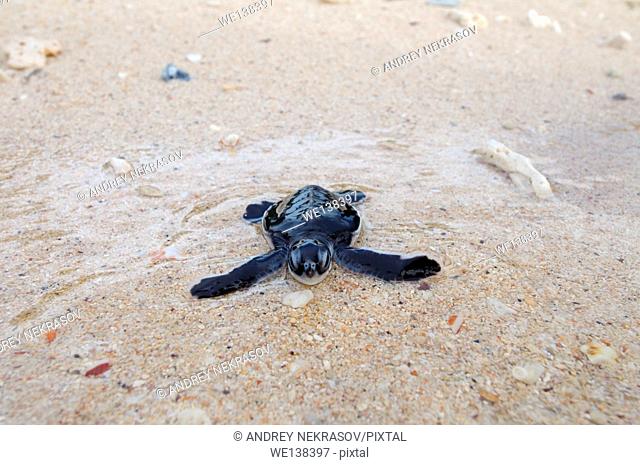 Baby Pacific green turtle or green sea turtle (Chelonia mydas) It enters the water, Redang island, Malaysia