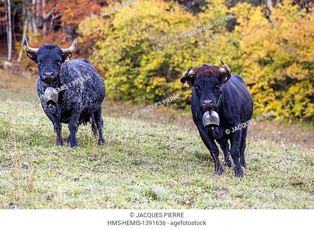 France, Haute Savoie, Morzine, purebred cow Herens