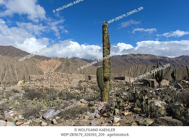 A Cardon cactus and houses of the pre-Inca fortress of Tilcara (Pucar