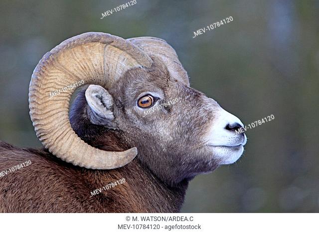 Rocky Mountain Bighorn Sheep (Ovis canadensis canadensis)