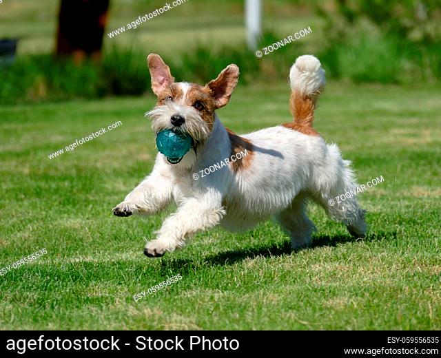 Jack Russell Terrier running with toy outdoots
