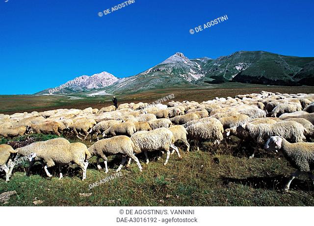 Flock of sheep at Campo Imperatore, Gran Sasso and Monti della Laga National Park, Abruzzo, Italy