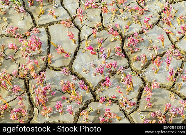 Top view of mud cracked surface pattern detail photo