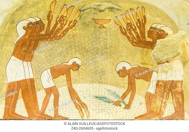 UNESCO World Heritage, Thebes in Egypt, Valley of the Nobles, tomb of Nakht. Separation of the grain and chaff, with a quiet graphical movement