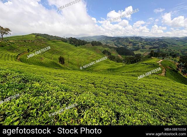 Tea plantations of western Rwanda, Africa