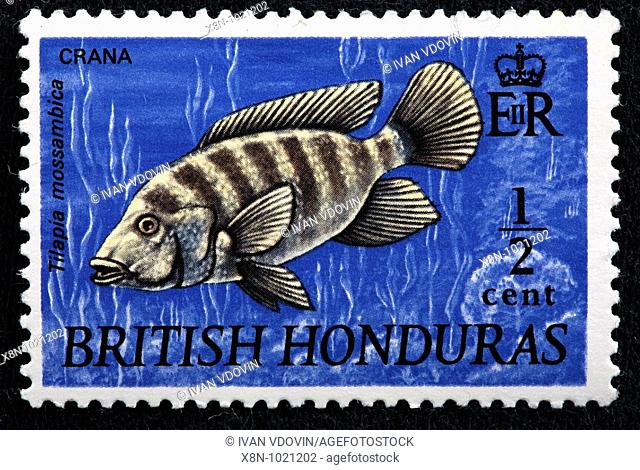 Mozambique Tilapia, Crana Tilapia mossambica, postage stamp, British honduras