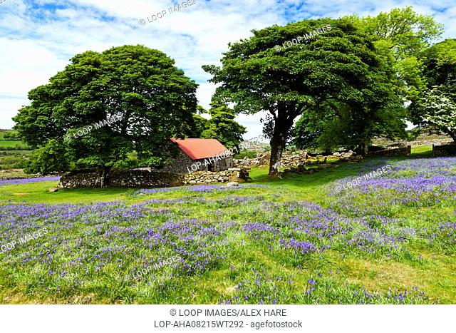 A barn nestled in a tree copse surrounded by bluebells at Emsworthy near Dartmoor