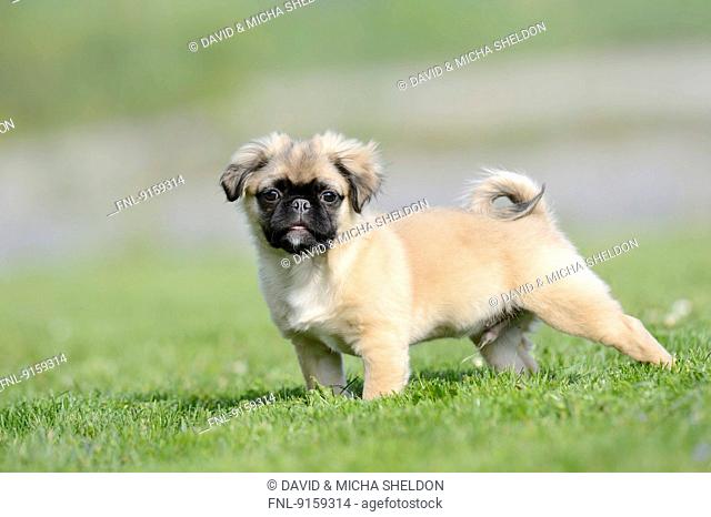 Chug (Chihuahua and pug mix) dog puppy on a meadow