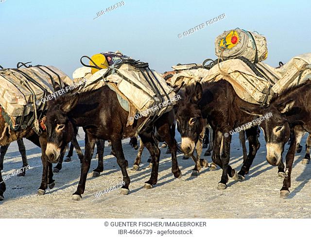 Donkeys transport salt blocks from the salt mines, Assale Salt Lake, Lake Assale, Danakil Valley, Afar Region, Ethiopia
