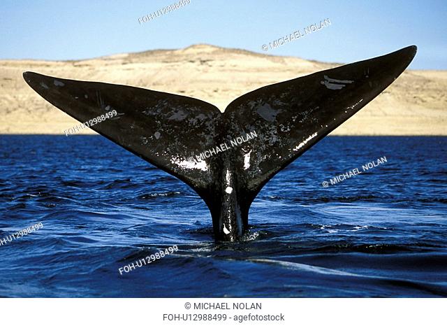 Southern Right Whale Eubalaena australis Adult fluke-up dive. Golfo Nuevo, Patagonia, Argentina