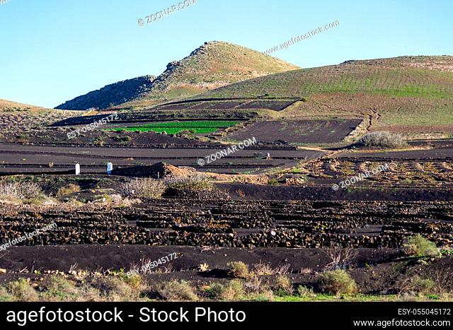 Viniculture in region La Geria on canary island Lanzarote: Vine planted in round cones in the volcanic ash surrounded with lava walls