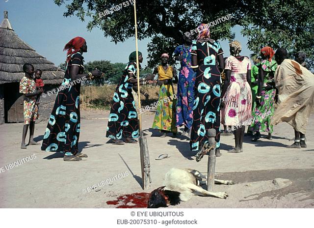 Dinka marriage ceremony, sacrificed goat and women dancing, with those from the same family wearing identical dresses