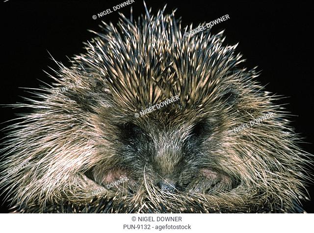 Close-up of the head and face of a hedgehog Erinaceus europaeus in a Cambridgeshire garden at night