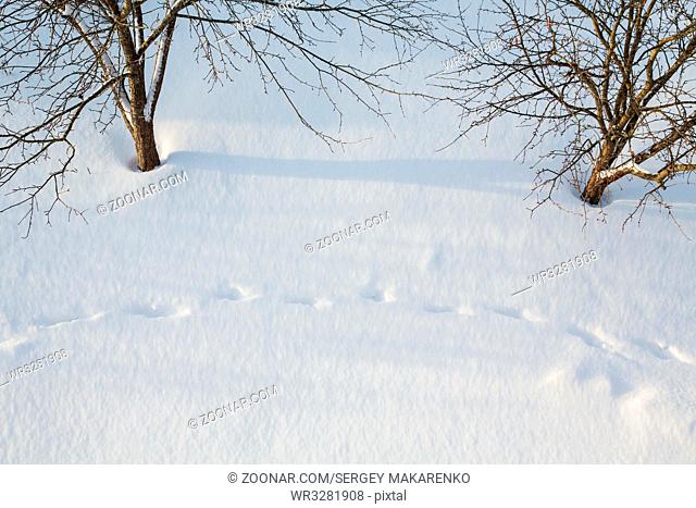 trees and footprints in snow drifts in winter