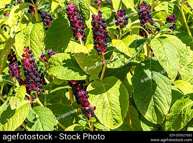 Pokeweed (Phytolacca Americana) - also known as American pokeweed, pokeweed, poke sallet, dragon berries herbaceous perennial plant