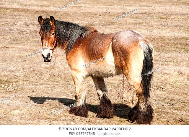 Female heavy horse grazing on winter meadow in sunny day