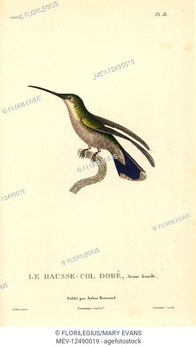 Antillean mango, Anthracothorax dominicus aurulentus (Trochilus aurulentus). Female juvenile. Handcolored steel engraving by Coutant after an illustration by...