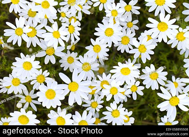 Beautiful view of a patch of white daisy flowers in a field