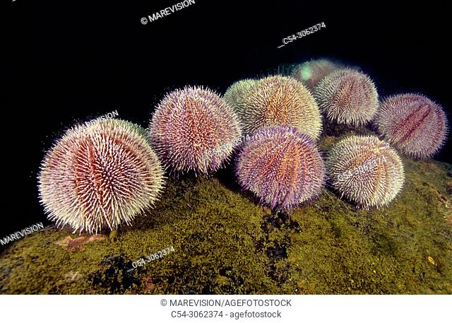 Edible sea urchin (Echinus esculentus) releasing gametes. Eastern Atlantic. Galicia. Spain. Europe