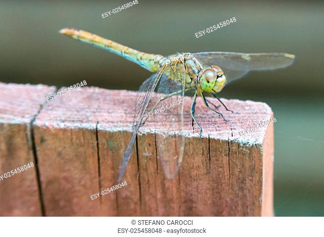 Nice Green Dragonfly resting on a piece of wood