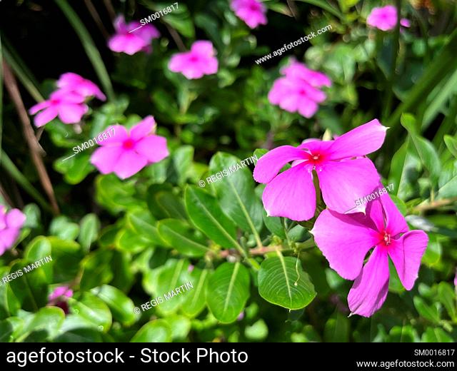 Pink Vinca Periwinkle flowers