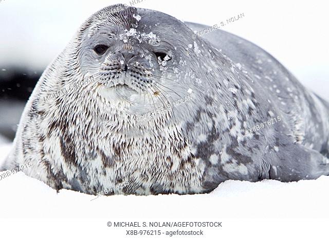 Weddell Seal Leptonychotes weddellii hauled out on ice near the Antarctic Peninsula, southern Ocean  This is the most southerly breeding seal in the world