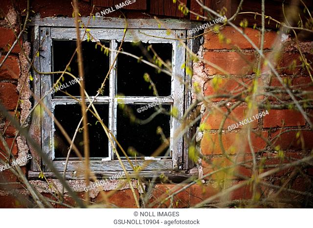 Old Window and Brick Wall With Overgrown Branches