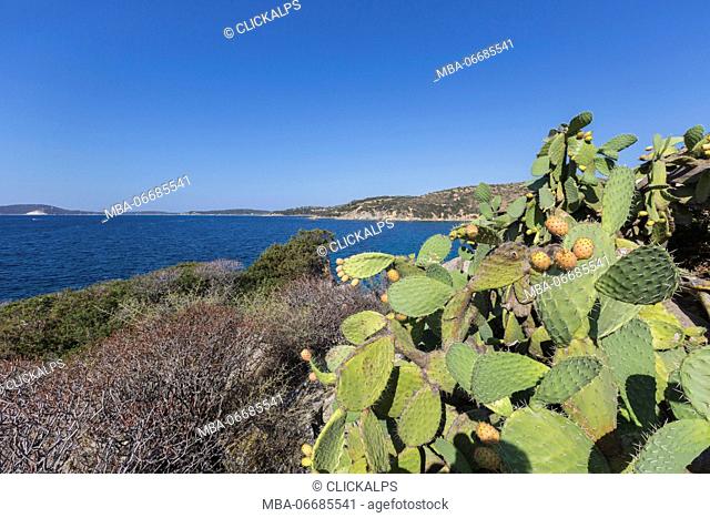 Prickly pears of the inland frame the blue sea Punta Molentis Villasimius Cagliari Sardinia Italy Europe