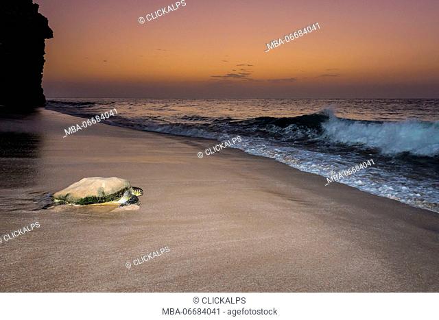 Ras Al Jinz, Turle Reserve, Sultanate of Oman, Middle East. Green sea turtle returning to sea