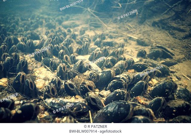 freshwater pearl mussel Scottish pearl mussel, eastern pearlshell Margaritifera margaritifera, Bavaria, Bavarian Forest