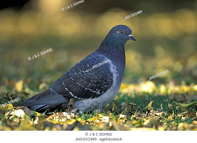 Feral Pigeon, Columba livia, Germany, Europe, adult