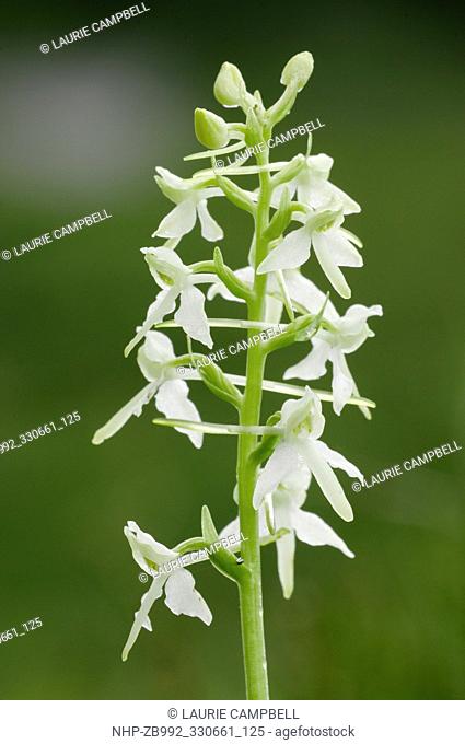 Lesser Butterfly Orchid (Platanthera bifolia) flowering on heath close to the RSPB Nature Reserve of Loch Garten, Speyside, Cairngorms National Park, Scotland