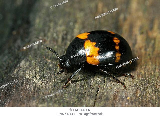Darkling beetle Diaperis boleti - Eckartse bos, Eckartdal, Eindhoven, Campine, North Brabant, The Netherlands, Holland, Europe