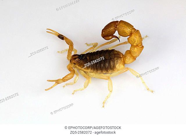 Scorpion, Orthochirus flavescens, Gujarat, India