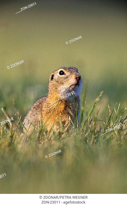 Ziesel, Neusiedlersee, Oesterreich  /  (Citellus citellus)  / Euopean Ground Squirrel, Suslik, Lake Neusiedl, Austria  /  [animals, Europa, europe, Saeugetiere